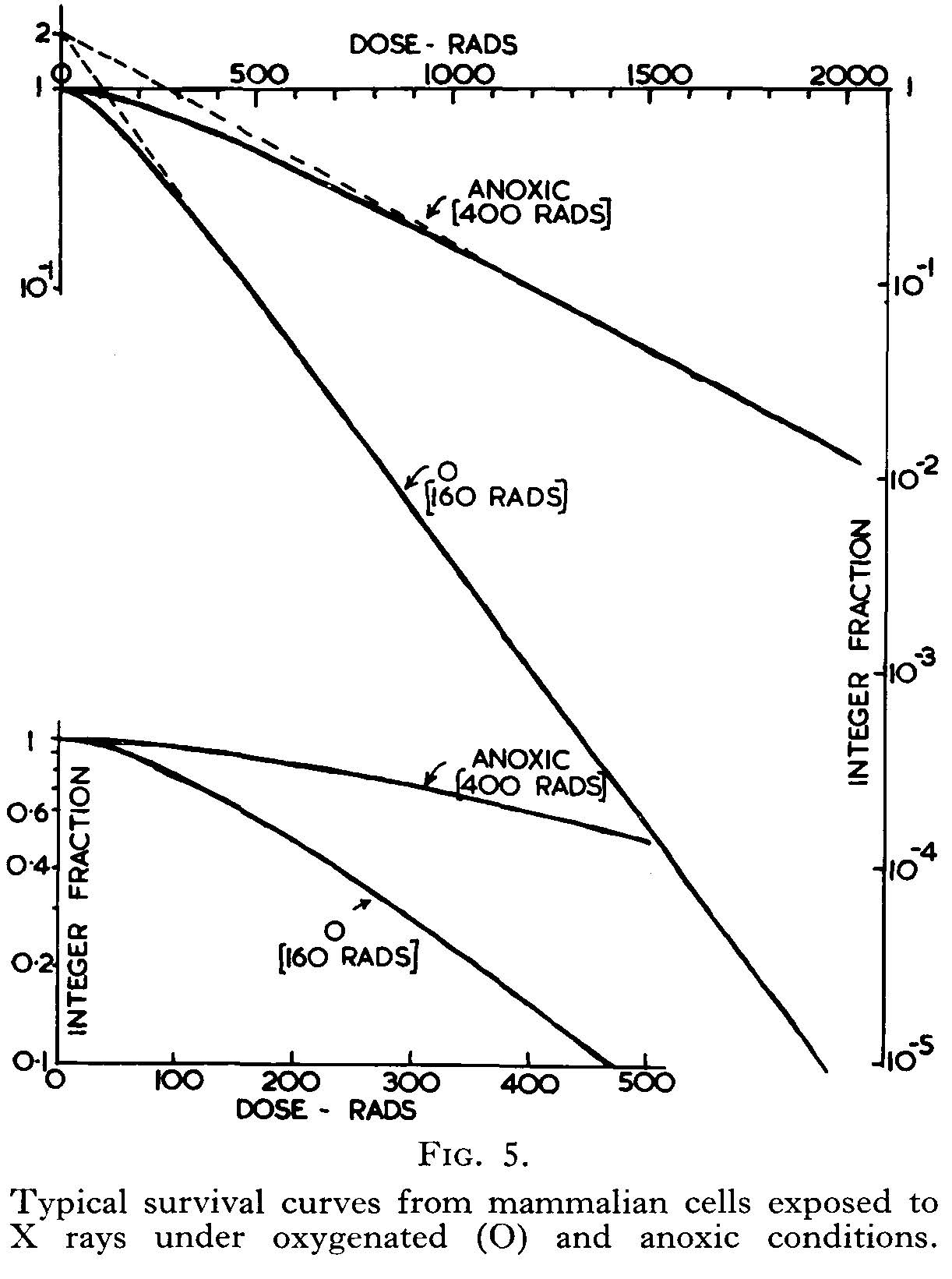 Survival curves of mammal cells exposed to xrays